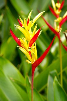 Flower: Parrot Heliconia 