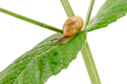 macro of little snail crawl on plant leaf isolated on white background.