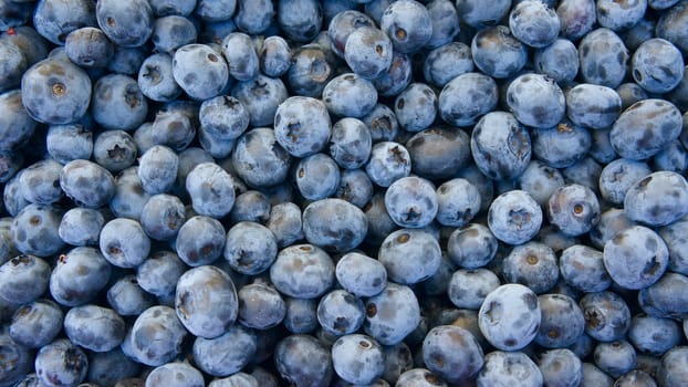 Freshly picked blueberries ,background