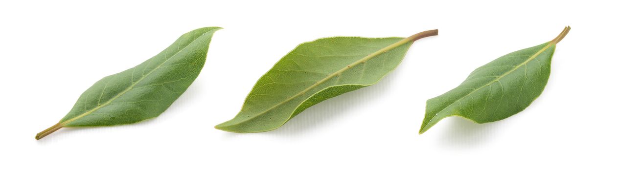 Some views of bay leaf on the white background