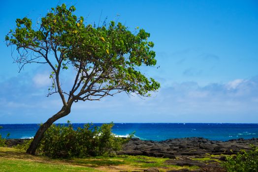 Tree by the Pacific ocean on Hawaii, Kauai