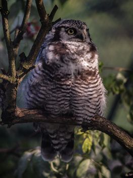 Hawk owl in a tree, waiting for it's food to pass by