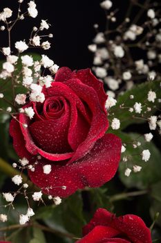 A closeup shot of a beautiful red rose with surrounded by white babys breath