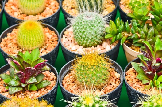 Variety of Cactus