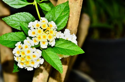 White Lantana flowers