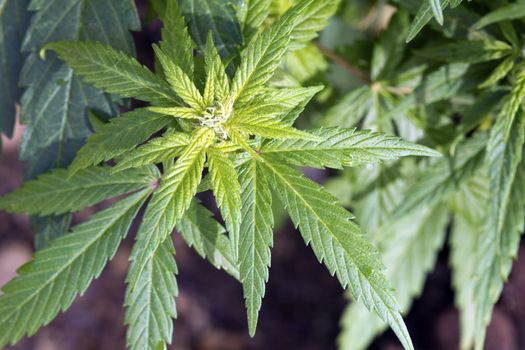 Head of natural cannabis ruderalis growing in a cultivated garden