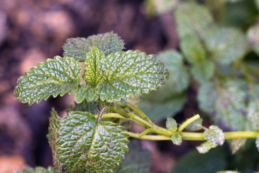 Closeup of Lemon Balm (Melissa officinalis) growing in a cultivated herb garden