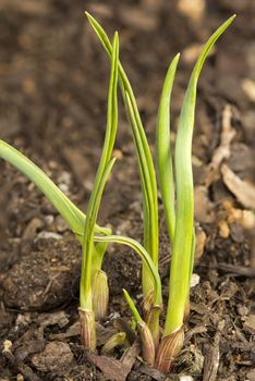 New Garlic (Allium Sativum) shoot growing in a cultivated organic herb garden