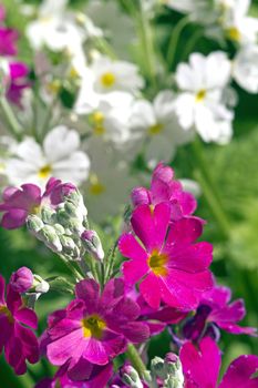 Perefctly cultivated White and Purple Primula growing in a sunny garden