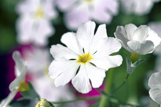 Perefctly cultivated White and Purple Primula growing in a sunny garden
