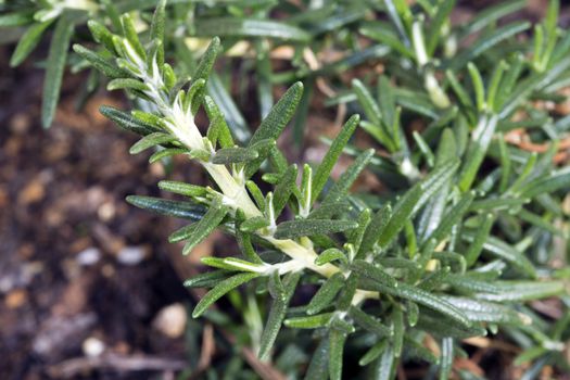 Cultivated Rosemary (Rosmarinus officinalis) growing in a lush garden