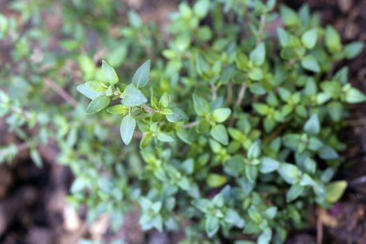 Macro / closeup of a sprog of fresh thyme