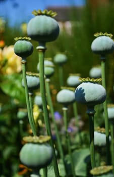 A close-up image of seed heads from the Opium poppy.