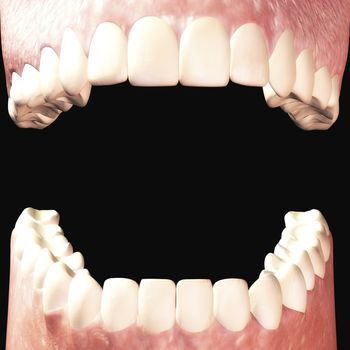 Digital Illustration of human Teeth