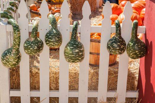 Pumpkins in pumpkin patch waiting for customers.
