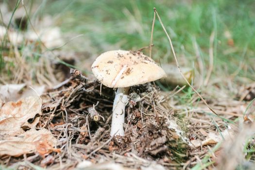 Grey Veiled Amanita, is a fairly common, inedible basidiomycete mushroom of the genus Amanita found in Europe and North America.