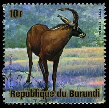 BURUNDI - CIRCA 1964: A Stamp printed in BURUNDI shows image of a animal of Burundi, circa 1964