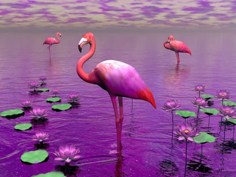 Beautiful pink flamingos among water lilies and violet sky