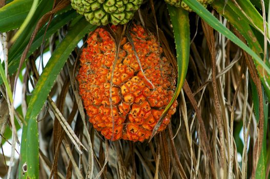 Big Ripe Screw Pine Fruit in Natural Environment closeup