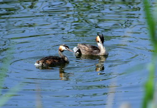 Couple of great crested grebe male and female ducks, podiceps cristatus, on water
