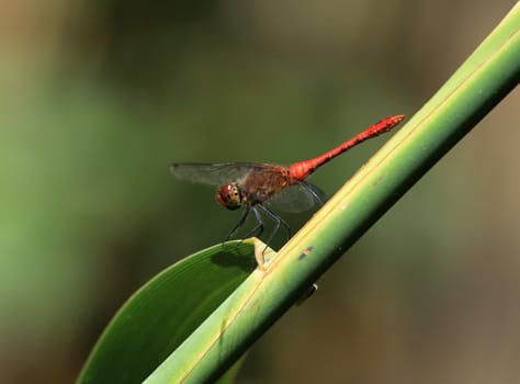 Red dragonfly, sympetrum, at rest on a big green leaf