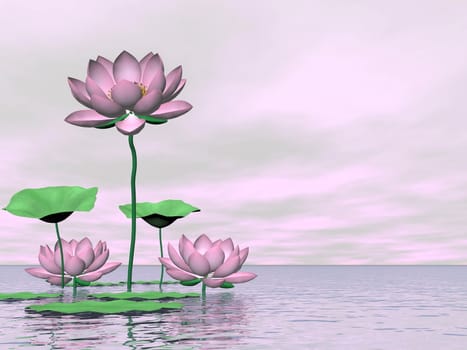 Beautiful pink water lilies and lotus flowers with leaves by cloudy sunset light