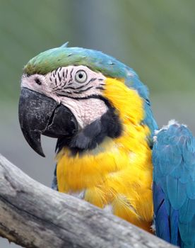 Beautiful blue and gold macaw (ara ararauna) behind tree trunk