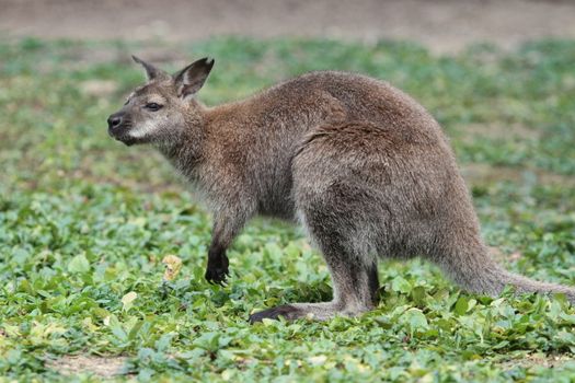 Bennett wallaby (macropus rufogriseus) with red neck standing on the green grass