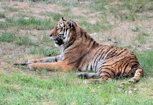 Close up of a siberian bengal tiger (panthera tigris altaica) resting on green grass