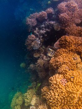 Under water shot of the amazing hues of the coral reef.