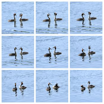 Collage of great crested grebe male and female ducks, podiceps cristatus, courtship on water
