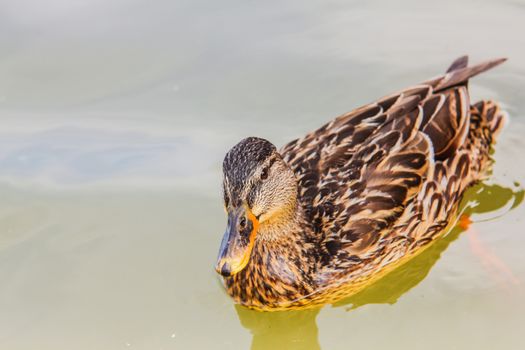 Female mallard duck in water, swimming about after food