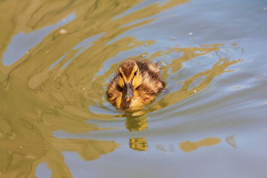 A yellow duckling swimming around by itself in blue water