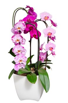 Living purple and violet orchids flowers in white flowerpot isolated