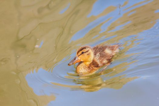 A yellow duckling swimming around by itself in blue water