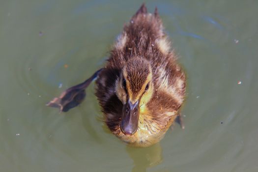 A yellow duckling swimming around by itself in blue water