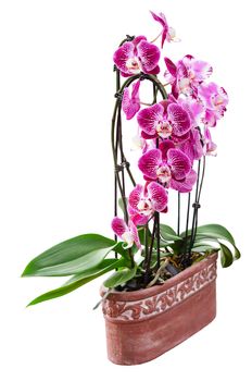 Purple orchid flowers in decorative ceramic flowerpot isolated on white