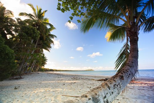 Palm tree overlooking a tropical beach with golden sand under a hot summer sun