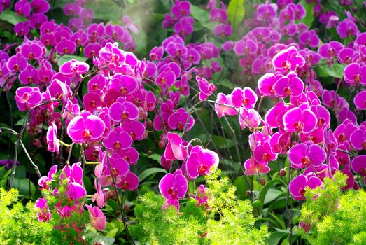 Nice purple orchid with sunlight shine through 