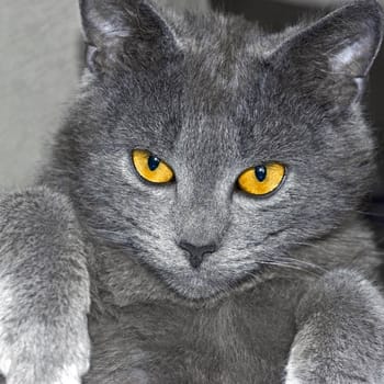 Gray British cat portrait close-up on fuzzy background