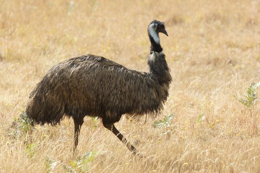 Emu, Tasmania, Australia