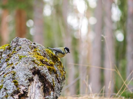 Titmouse on a tree stump in a pine tree forest