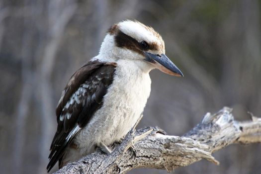 Kookaburra, Freycinet National Park, Tasmania, Australia