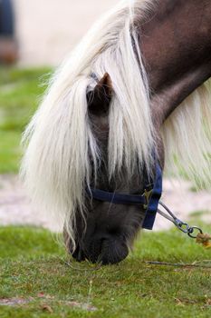detail of beautiful pony grazing - having a big white mane