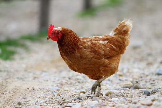 brown egg-laying hen walking on the gravel alley at the farm