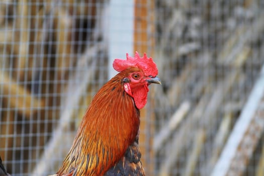 closeup of a big beautiful rooster at the farm