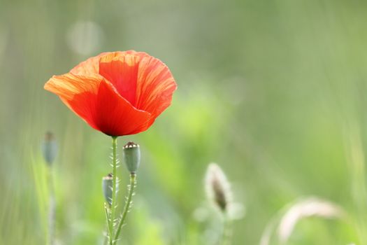 closeup of a beautiful red poppy in bloom growing in the green field