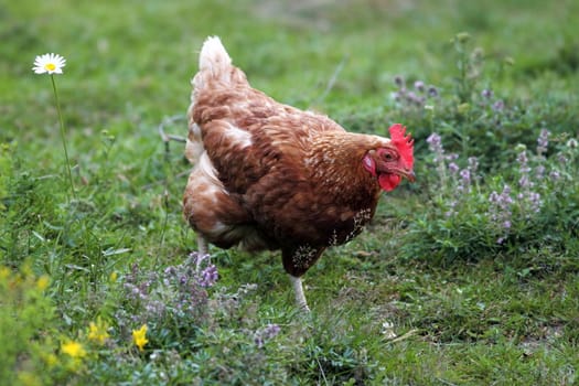 egg-laying hen on a natural meadow full of wild flowers