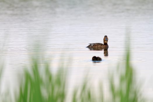 minimalist view of a mallard duck family - female and chick