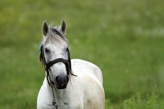 portrait of a beautiful white horse on the green meadow in an overcast day